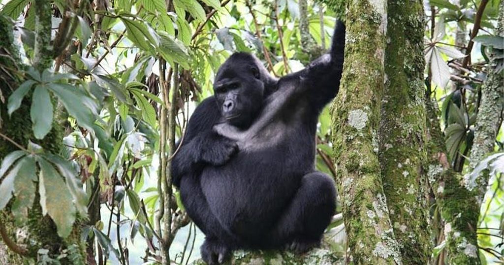 How long does gorilla habituation last