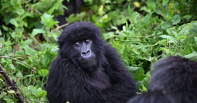 How long does gorilla trekking in Rwanda last.