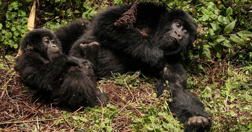 How long in advance do you need to book your gorilla trekking permit