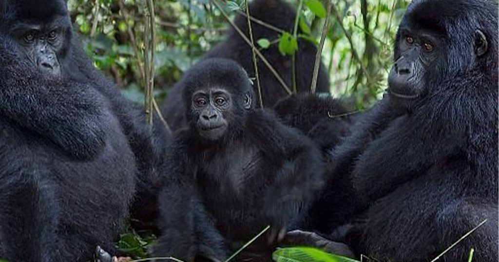 How many gorilla families are in Uganda