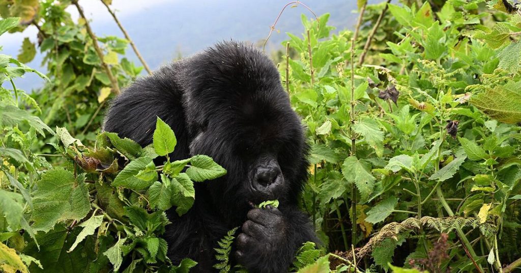 How many gorilla trekking permit available in Rwanda.