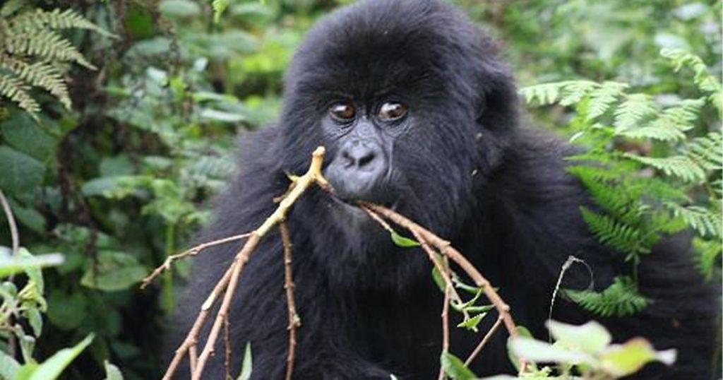 How many gorillas’ families are in Rwanda