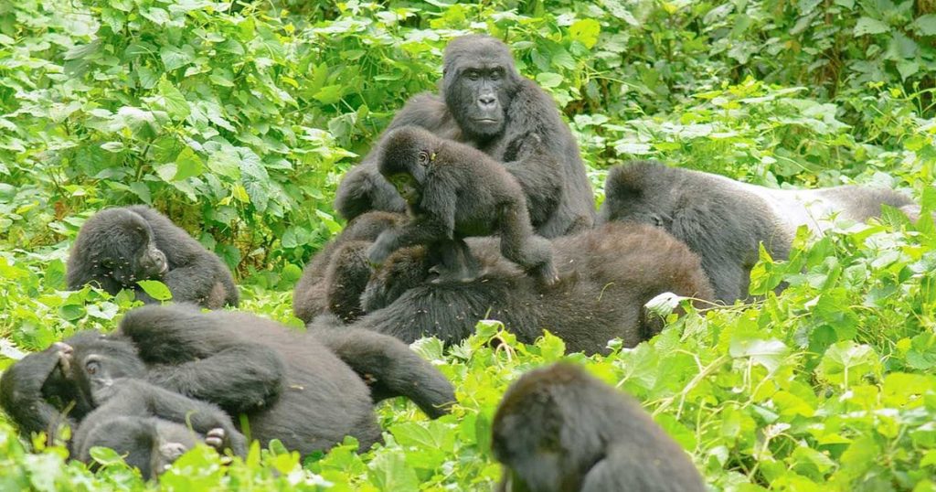 How many gorillas trekking permits available in Uganda