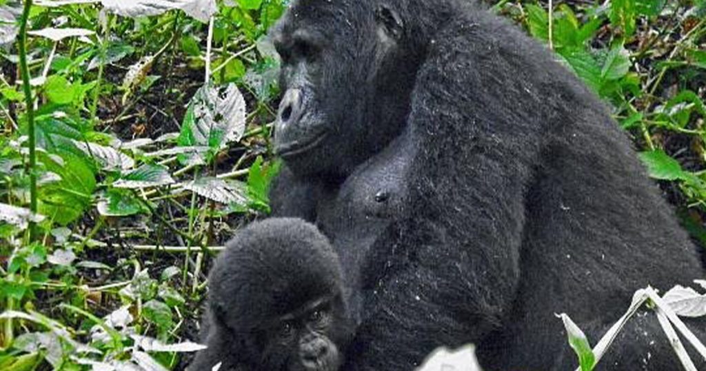 How many people are allowed to do gorilla habituation.
