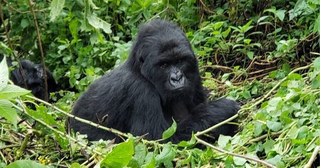 How many people are allowed to visit a gorilla family per day in Uganda.