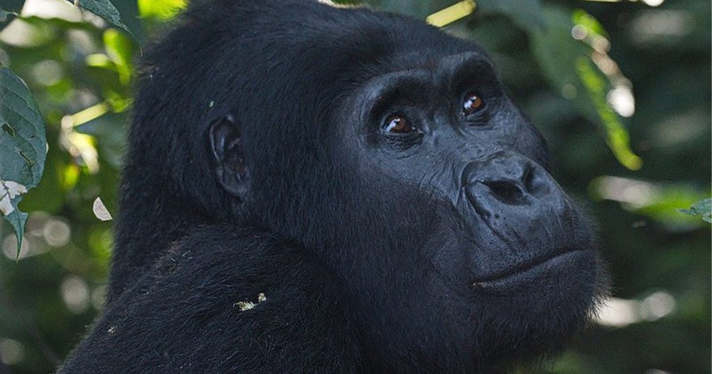 How much is a gorilla trekking permit in Rwanda.