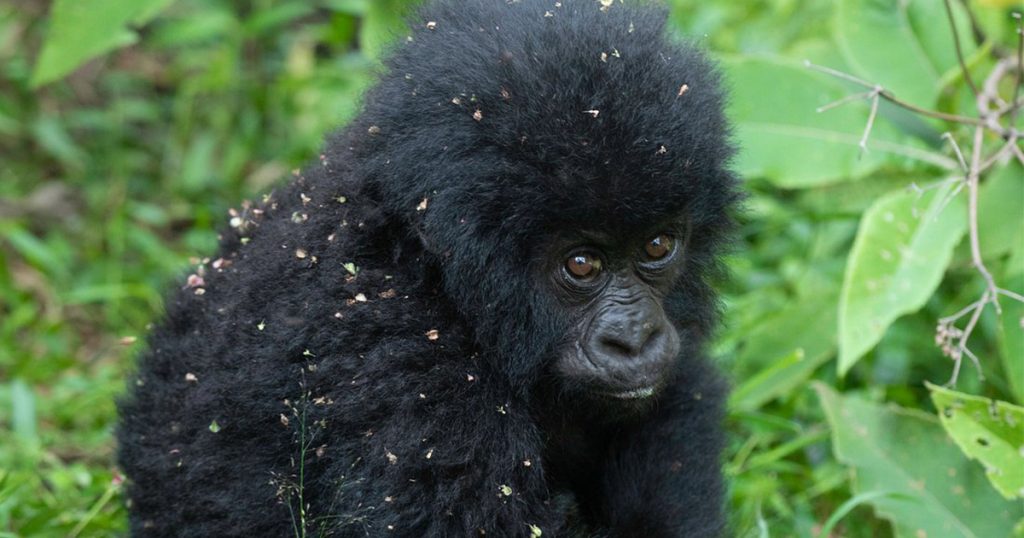 How much is a gorilla trekking permit in Uganda
