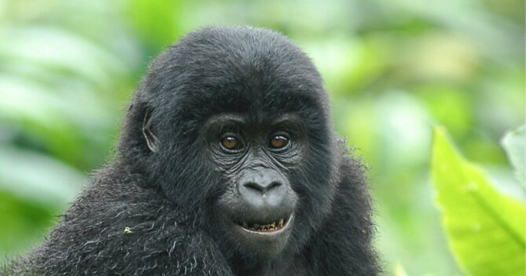 How safe is gorilla trekking in Uganda