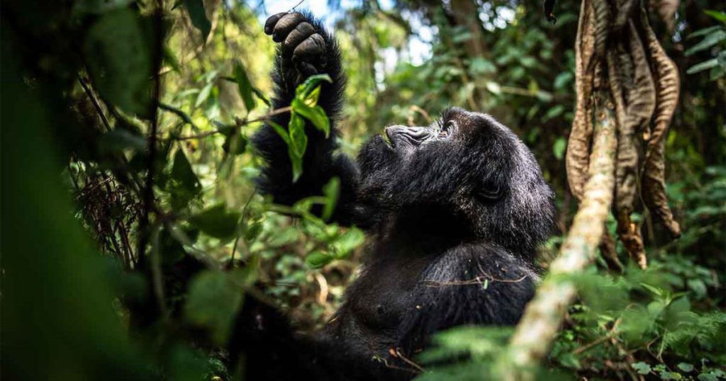 How to plan a gorilla trekking safari for the elderly
