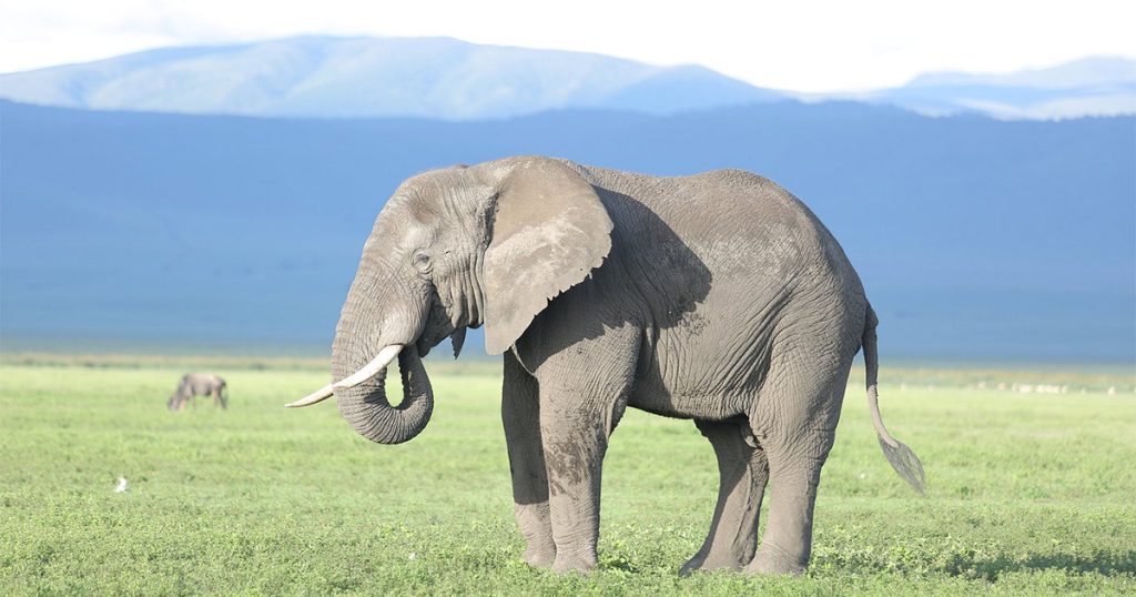 Is Kenya Safari Better Than Tanzania