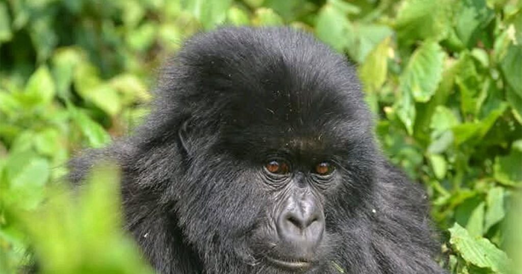 Is Uganda gorilla trekking permit cheaper than Rwanda gorilla trekking