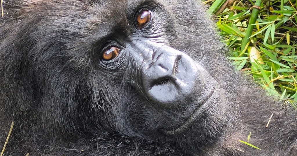 Is Volcanoes National Park safe for gorilla trekking.
