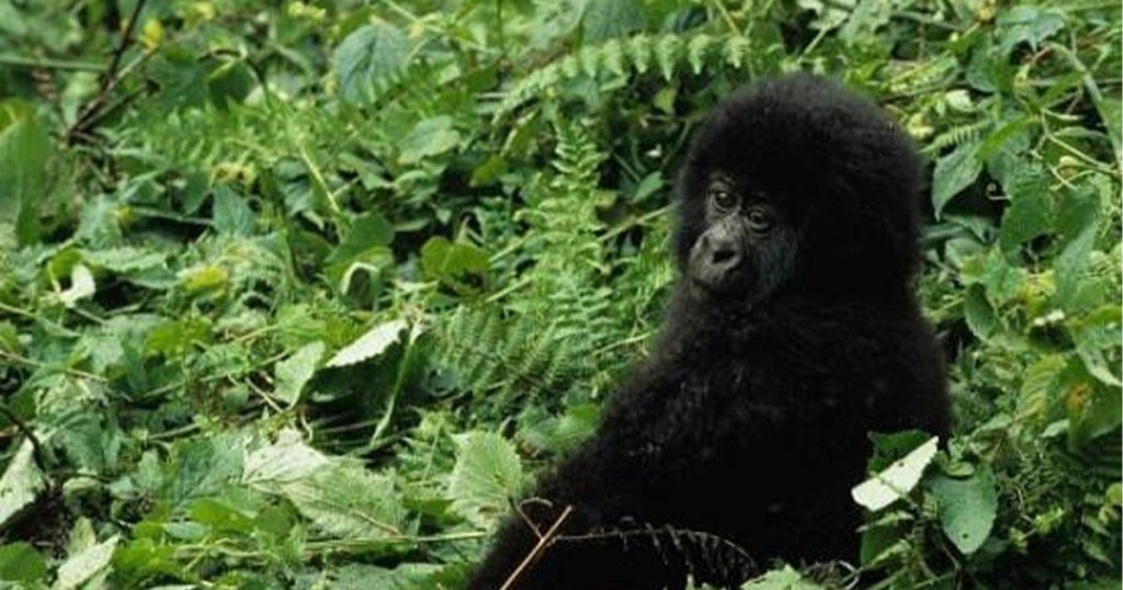 Is gorilla trekking in Rwanda easier than gorilla trekking in Uganda