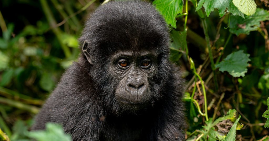 Is it safe to do gorilla trekking in Rwanda