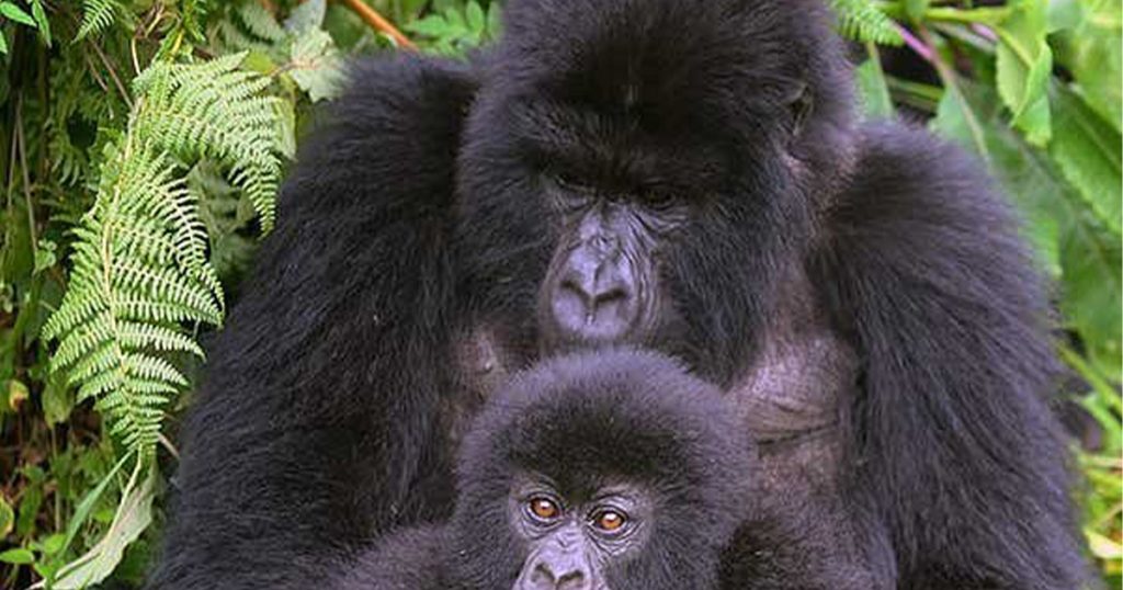 Things to do in Bwindi Impenetrable national park.