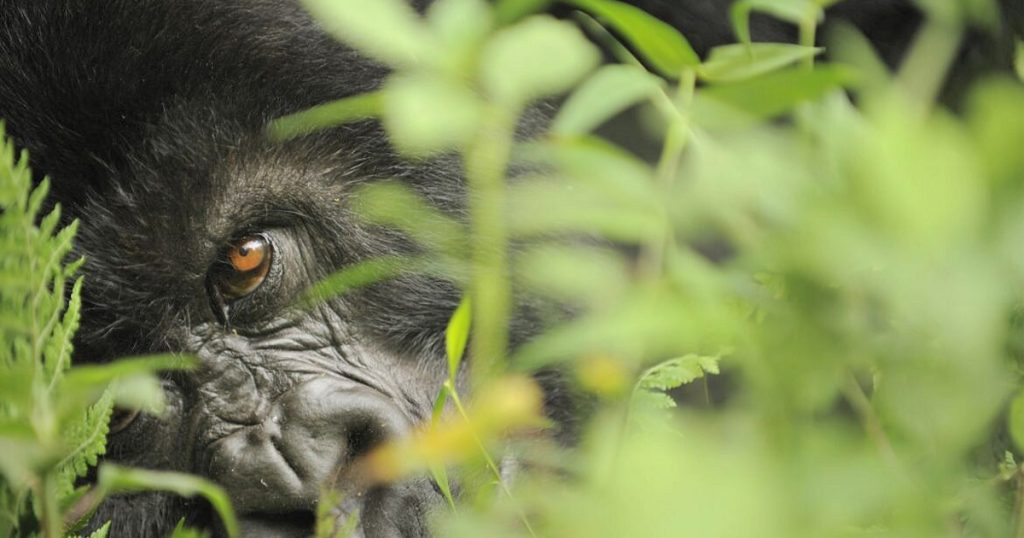 Things to do in Mgahinga Gorilla National Park