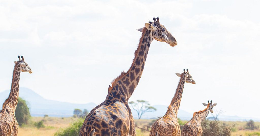 10 days Kenya Wildlife safari.