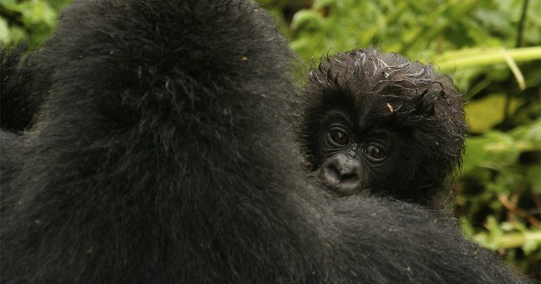 11 days best of Kenya safari and Rwanda gorilla.