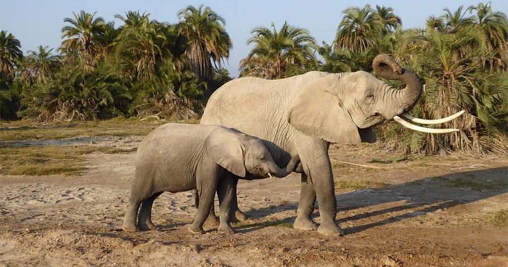 3 days Amboseli Safari