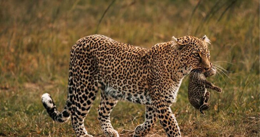 3 days Tsavo West Safari