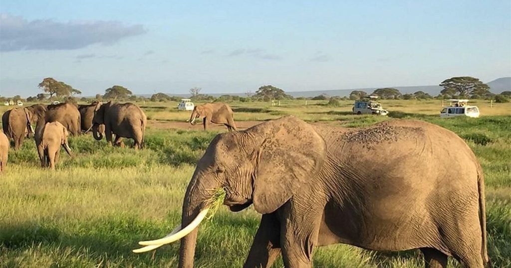 4 days Nairobi National Park and Amboseli safari.