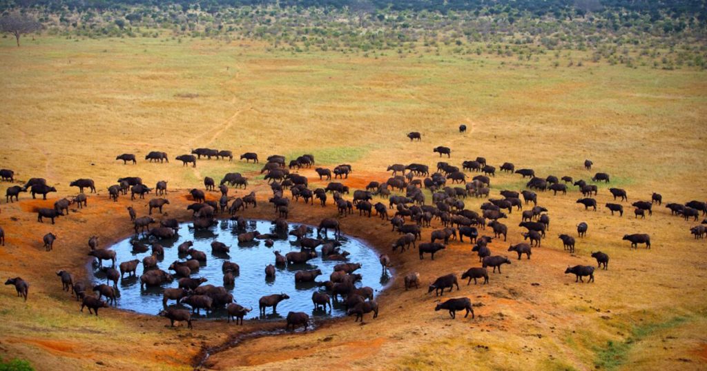 5 days Tsavo Safari