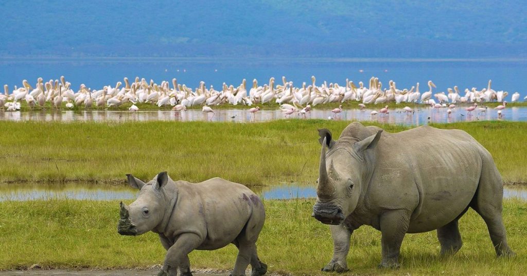6 days Best Kenya Safari