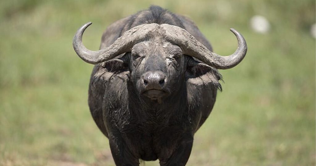 6 days Tsavo and Amboseli safari.