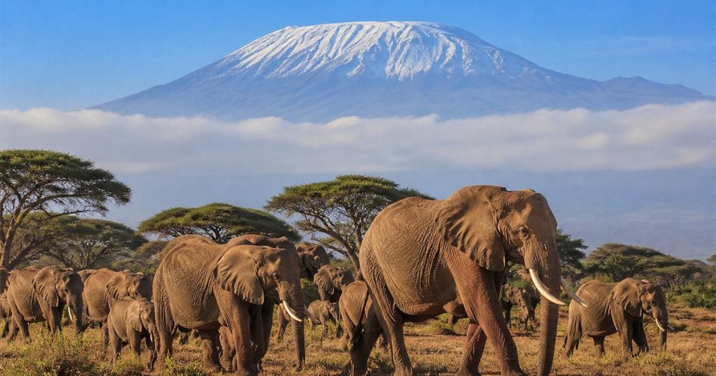7 day Tsavo and Amboseli safari
