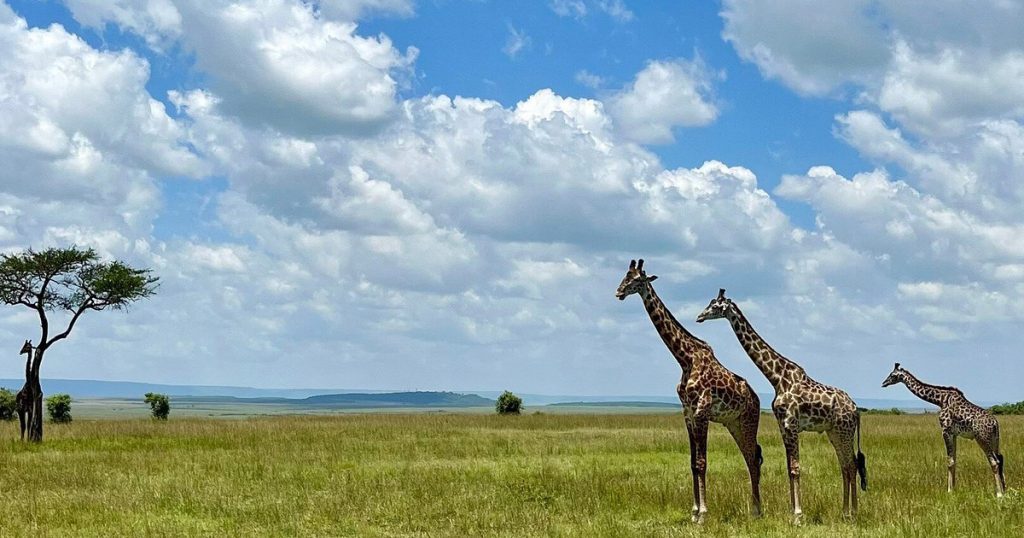 7 days Masai Mara, Lake Nakuru, Hell’s gate and Amboseli safari.