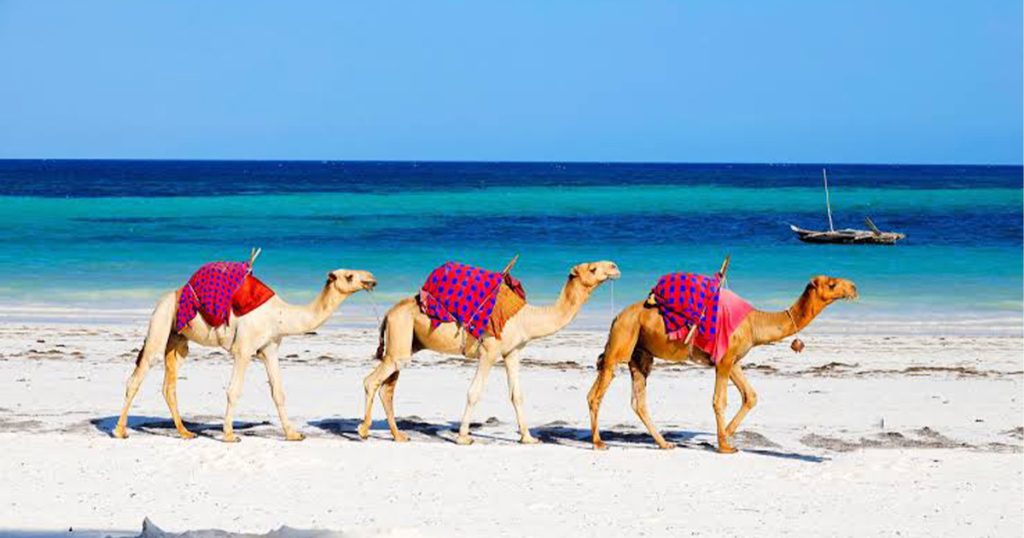 8 days Masai Mara and Diani Beach Safari.