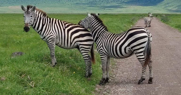 8 days Tanzania wildlife safari