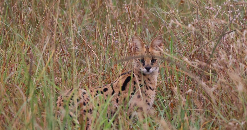 Are Drones Allowed on Kenya Safaris