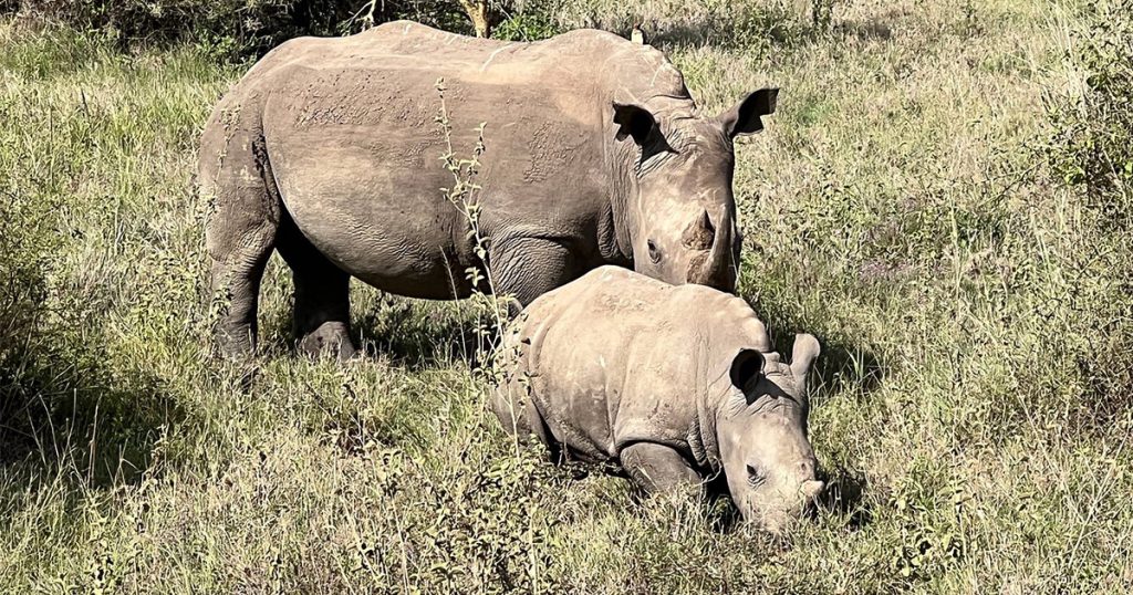 Are Kenya Safaris Ethical and Responsible