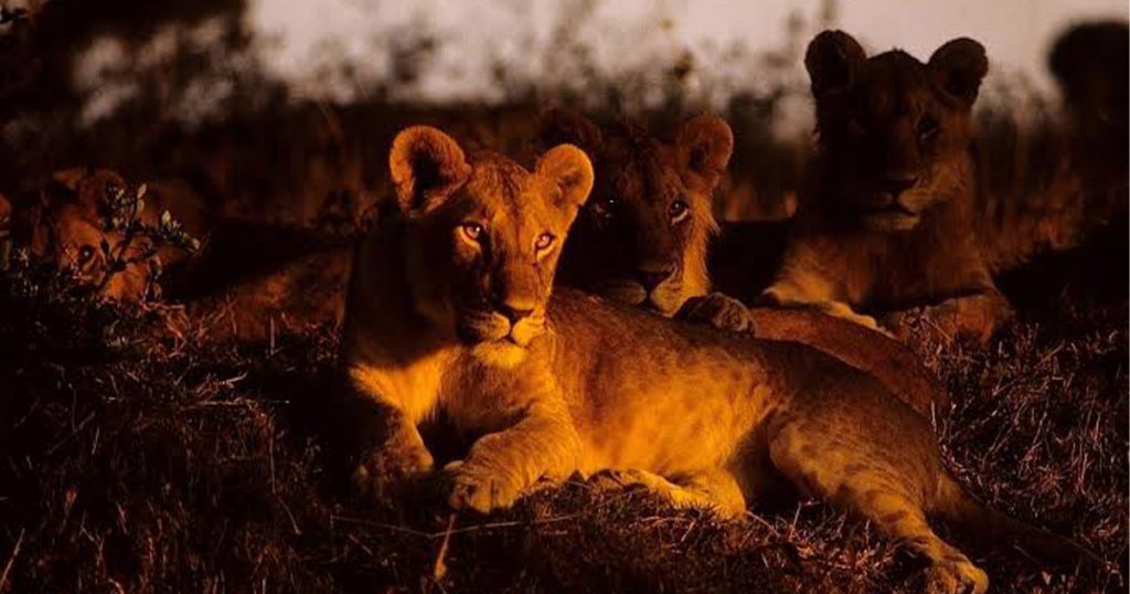 Are Night Game Drives Allowed in Kenya