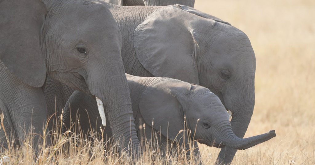 Are Walking Safaris Allowed in Kenya