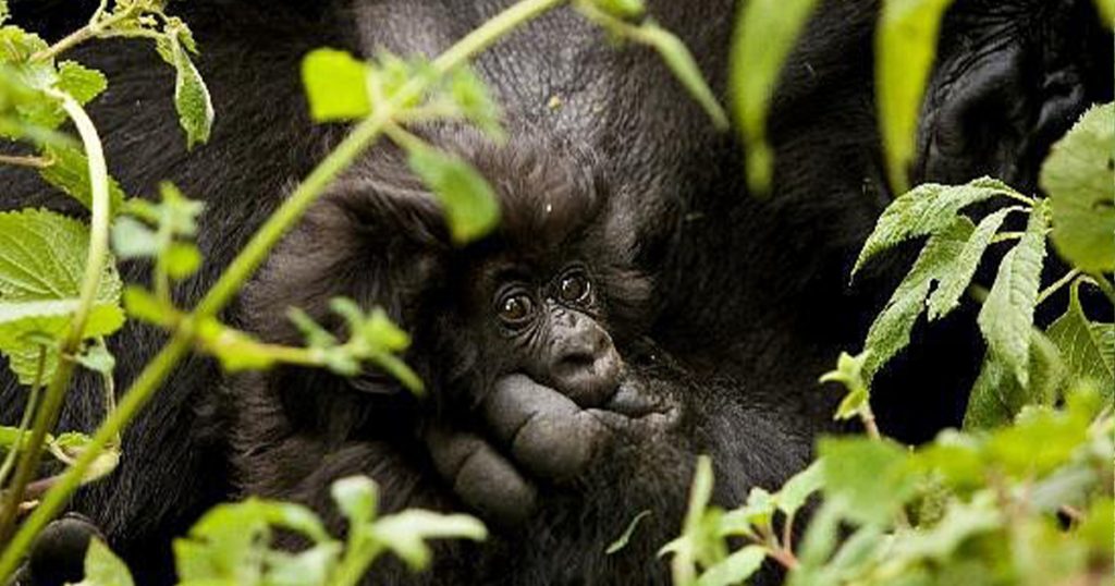 Best gorilla trekking safari companies.