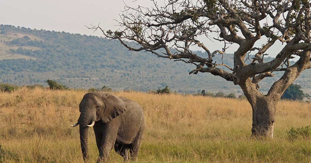 Can You Combine Kenya and Uganda Safari