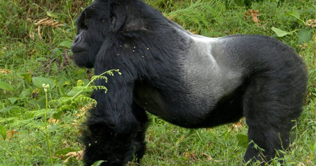 Can you combine Uganda gorilla trekking with Rwanda gorilla trekking safari