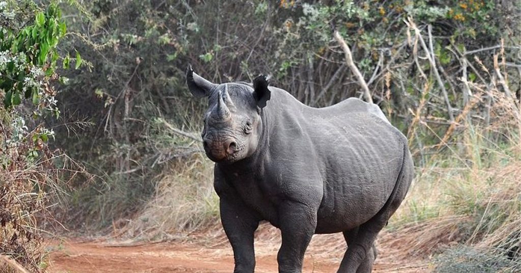 Can you combine gorilla trekking with wildlife safari in Rwanda