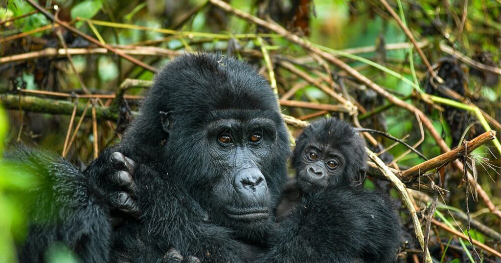 Can you combine gorilla trekking with wildlife safari in Uganda