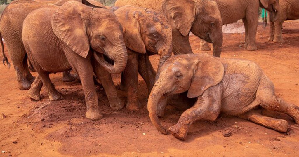Can you do a luxury safari in Kenya.