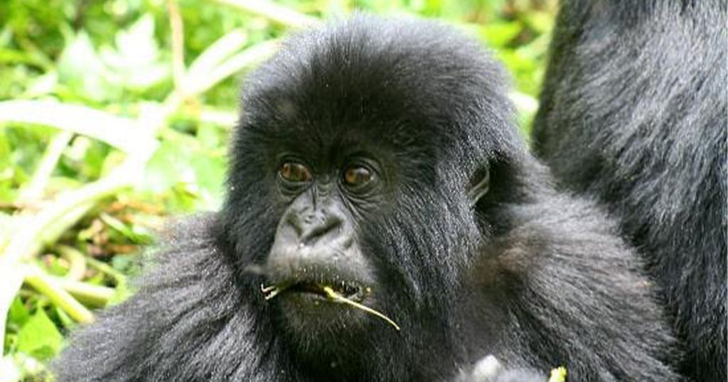 Can You Combine Kenya Wildlife Safari with Rwanda Gorilla Safari