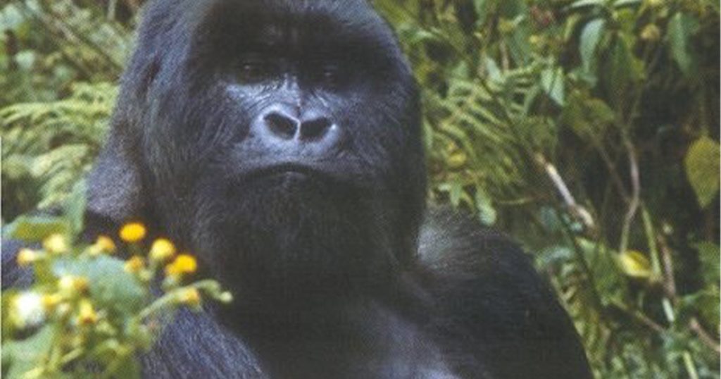 Essential documentation requirements for gorilla trekking in Rwanda.