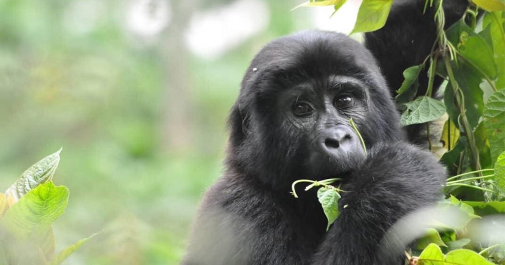 Essential documentation requirements for gorilla trekking in Uganda.