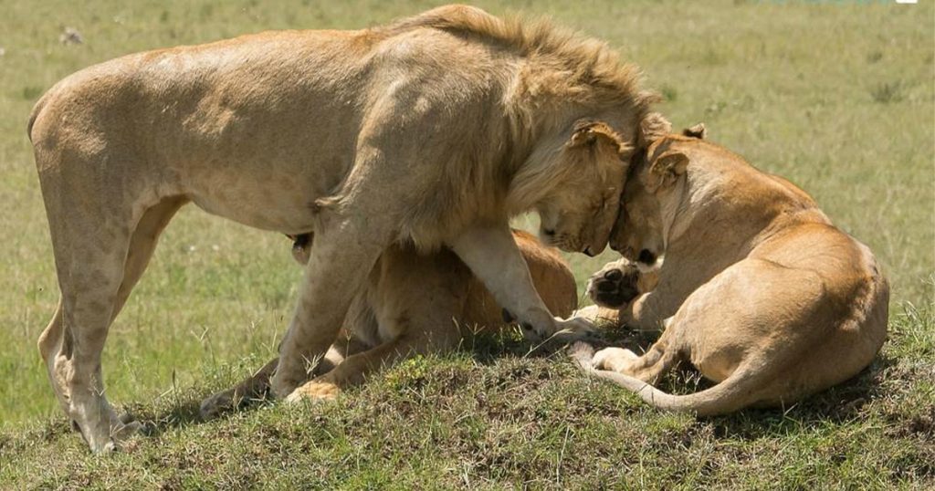 How Early Should You Book a Kenya Safari