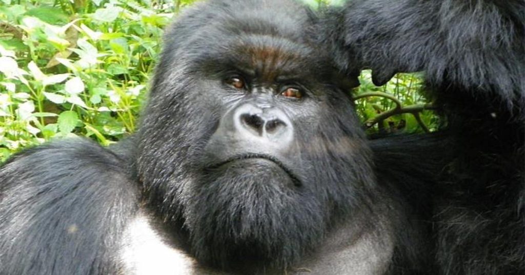 How difficult is it to trek gorillas in Rwanda