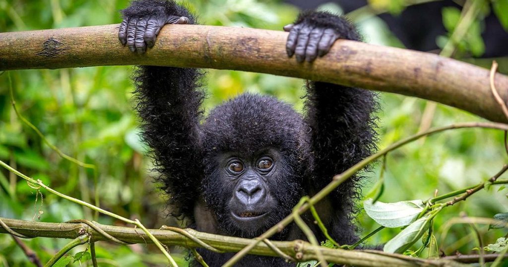 How difficult is to trek gorillas in Uganda.