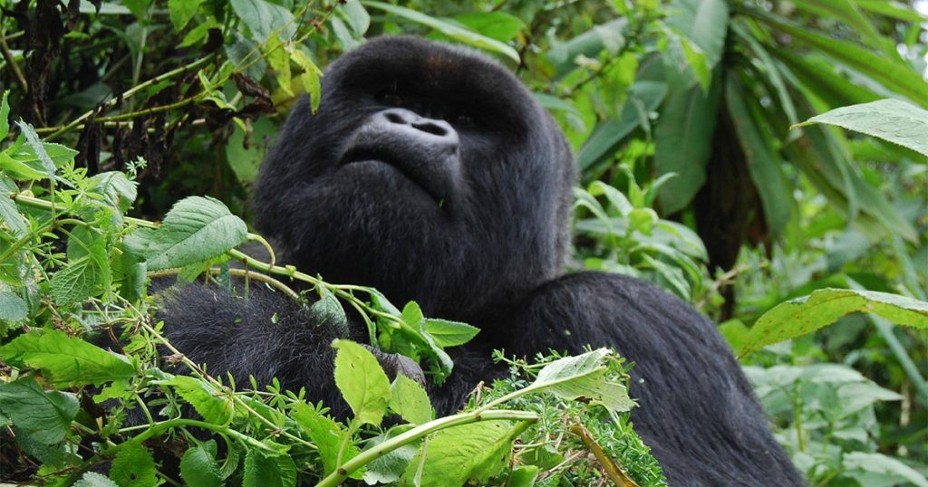 What is the best time to do gorilla trekking in Rwanda.