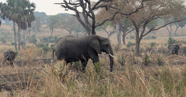 4 day Murchison falls luxury honeymoon safari.